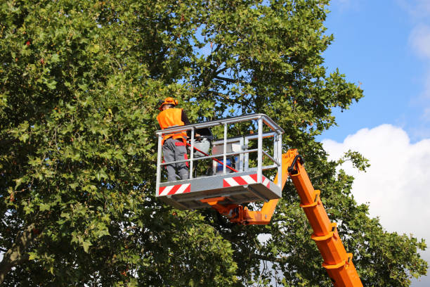 Best Tree Maintenance Programs  in Gananda, NY